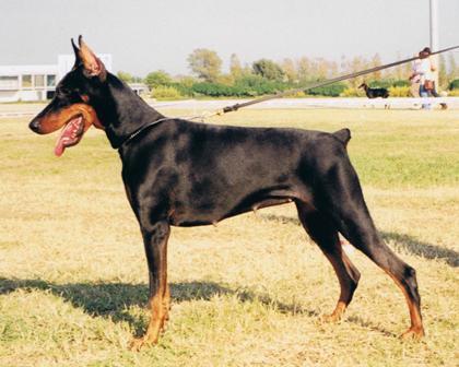 Tao de Covalta | Black Doberman Pinscher