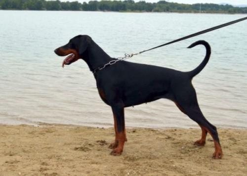 Nouschka di Caresi | Black Doberman Pinscher