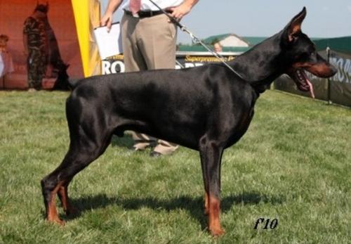 Casanova v. Gini House | Black Doberman Pinscher