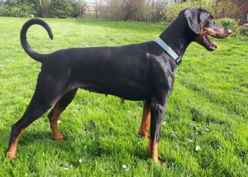 Guess of the Two Roses | Black Doberman Pinscher