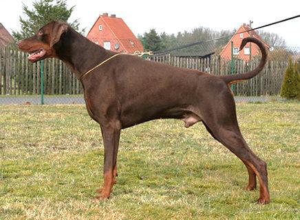 Gigolo v. Gerdautal | Brown Doberman Pinscher