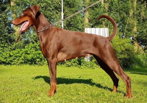 Gucci of the Two Roses | Brown Doberman Pinscher