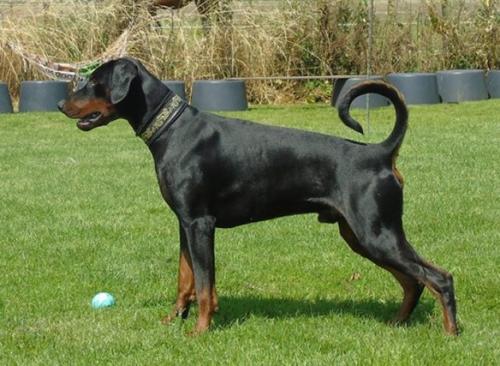 Gahege of the Two Roses | Black Doberman Pinscher