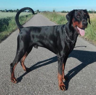 Guidetti of the Two Roses | Black Doberman Pinscher