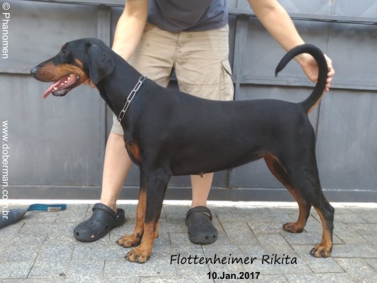 Flottenheimer Rikita | Black Doberman Pinscher