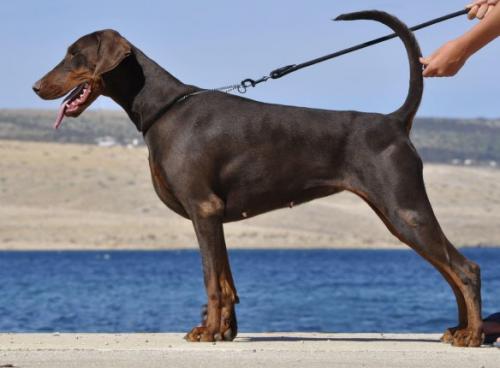 Highway to Hell Jamaha Devil Inside | Brown Doberman Pinscher