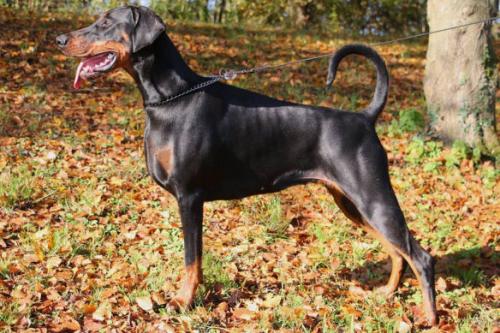 Highway to Hell Joya Janis Devil Inside | Black Doberman Pinscher