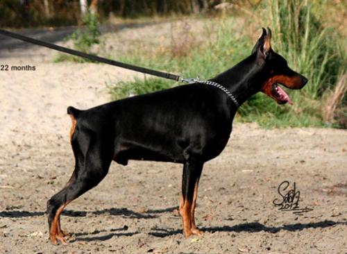 Jovanotti Unreachables | Black Doberman Pinscher