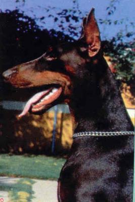 Mali di Campovalano | Black Doberman Pinscher