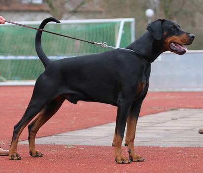 Darius v. Strengbach | Black Doberman Pinscher