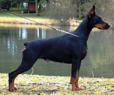 Lil a Lanja Black Novak | Black Doberman Pinscher