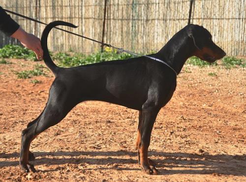 Opal Steinhage-Grad | Black Doberman Pinscher