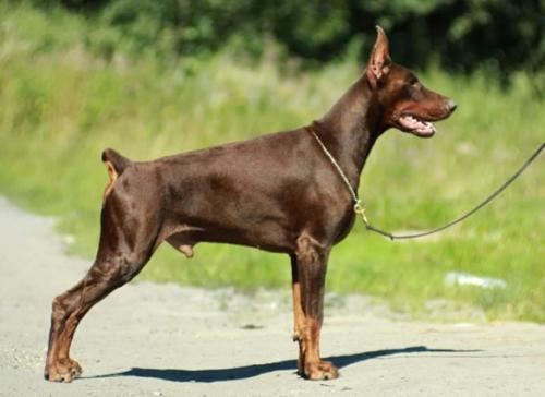 Teraline Rohan | Brown Doberman Pinscher