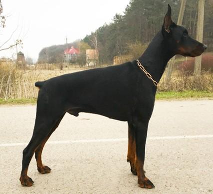 Teraline President | Black Doberman Pinscher