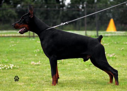 Teraline Power | Black Doberman Pinscher