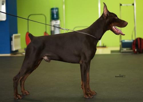 Teraline Pirat | Brown Doberman Pinscher