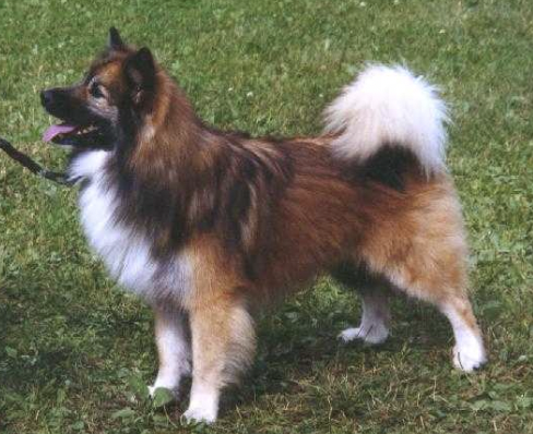 Skreppeng´s Gryssli | Icelandic Sheepdog 
