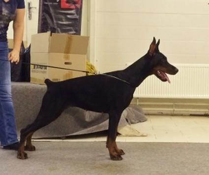 Teraline Pantera | Black Doberman Pinscher