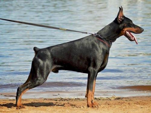 Teraline Neythard | Black Doberman Pinscher