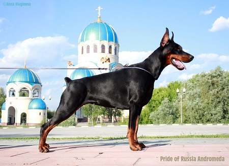 Pride of Russia Andromeda | Black Doberman Pinscher