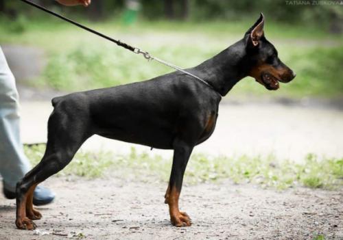 Pride of Russia Afrodita | Black Doberman Pinscher