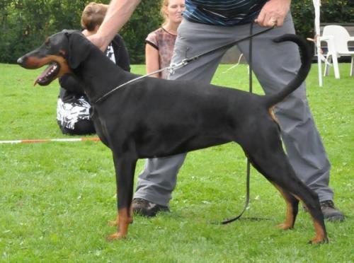 Taica Les Deux Peupliers | Black Doberman Pinscher