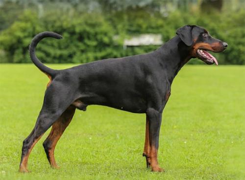 Tarco Les Deux Peupliers | Black Doberman Pinscher