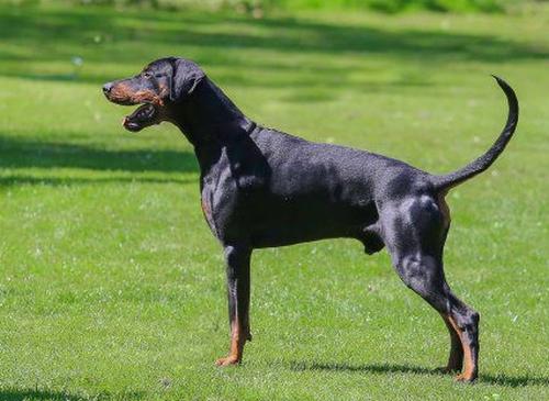 Tayco Les Deux Peupliers | Black Doberman Pinscher
