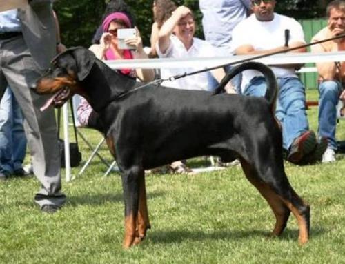 Konan v.d. Schwarzen Lady | Black Doberman Pinscher