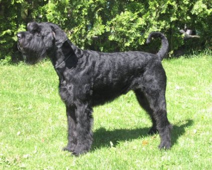 Riesenspass Cooper-Kaiser | Giant Schnauzer 