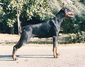 Verena (DS087904) | Black Doberman Pinscher