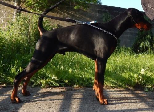 Django v.d. Schwarzen Garde | Black Doberman Pinscher