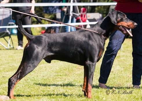 Dean v.d. Schwarzen Garde | Black Doberman Pinscher