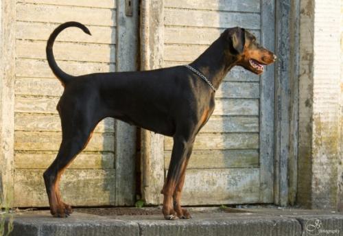 Darkpepper v.d. Schwarzen Garde | Black Doberman Pinscher