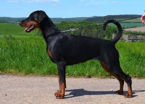 Quirina v. Nemesis | Black Doberman Pinscher