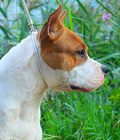 VIKTORY WAY YEGG THE BANK | American Staffordshire Terrier 