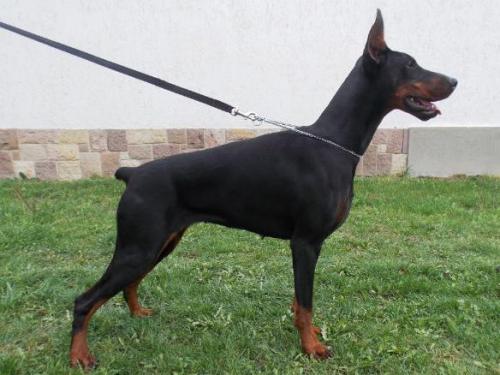 Diabolic Deffender Dob Aida | Black Doberman Pinscher