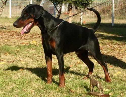 Louxor Indiathos De La Villa Valiano | Black Doberman Pinscher