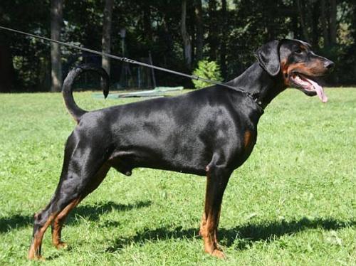 Rocco v. Hellerwald | Black Doberman Pinscher