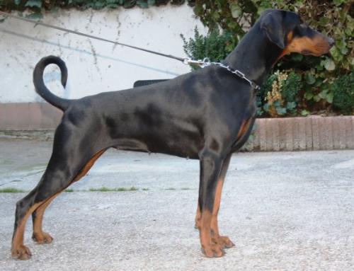 Roxy v. Hellerwald | Black Doberman Pinscher