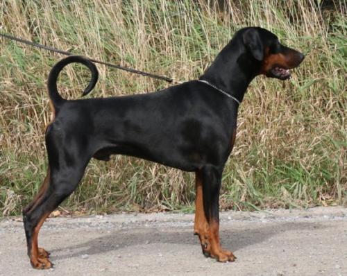 Rock v. Hellerwald | Black Doberman Pinscher