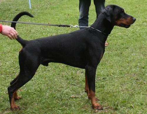 Roy v. Hellerwald | Black Doberman Pinscher