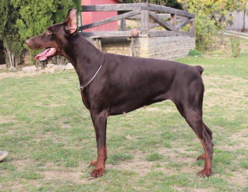 Campari CC od Telepa | Brown Doberman Pinscher