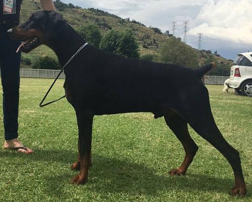 Donnehaus Mazarati | Black Doberman Pinscher