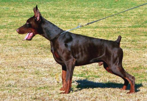 Livonija Baron Brabus Bullit | Brown Doberman Pinscher