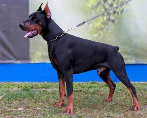 Zet iz Galakuna | Black Doberman Pinscher