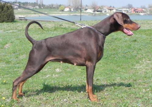 Steel Dragon Ruslana | Brown Doberman Pinscher