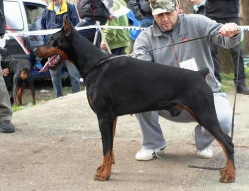 Valdo from Lipar Land | Black Doberman Pinscher