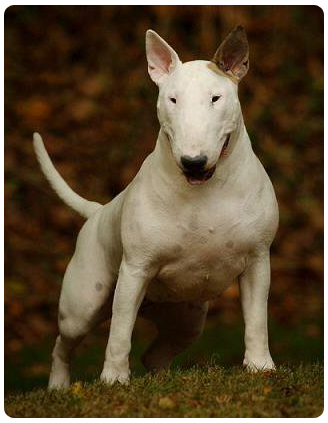 Bigshot Leading Lady | Bull Terrier 