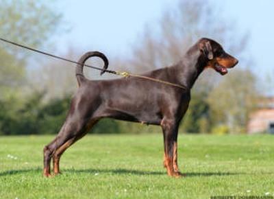 Luvly Jubly Wot a Thriller | Brown Doberman Pinscher